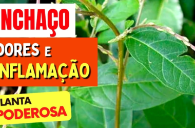 Planta para dores, inflamações e inchaço