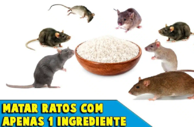  ratos sem comprar veneno